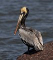 _B222162 brown pelican
